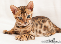 Bengal Kitten